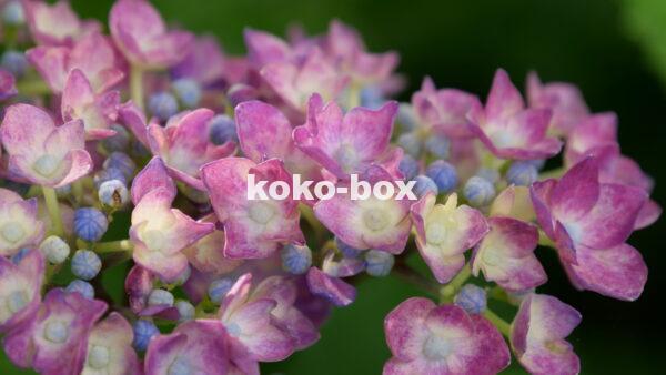 赤紫色と薄黄色の花のグラデーションがきれいなアジサイのクローズアップの写真
