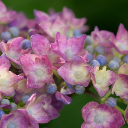 赤紫色と薄黄色の花のグラデーションがきれいなアジサイのクローズアップの写真
