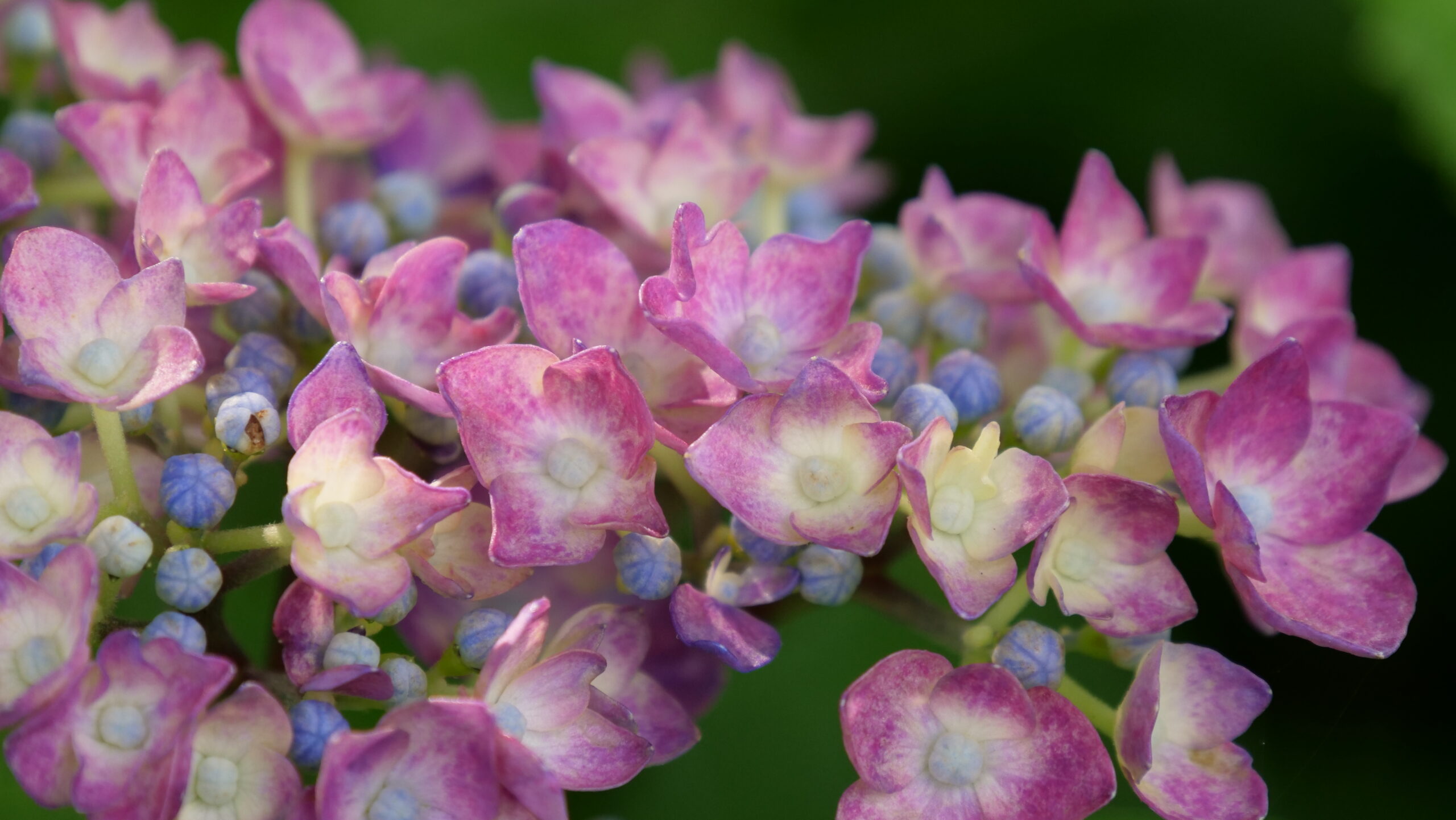 赤紫色と薄黄色の花のグラデーションがきれいなアジサイのクローズアップの写真