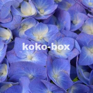 青と薄黄色の花のグラデーションがきれいなアジサイが、画面いっぱいに写っているアップの写真
