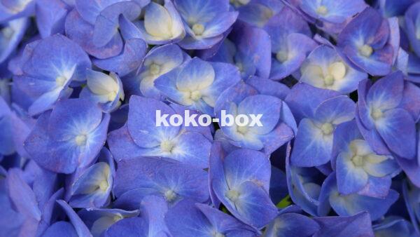 青と薄黄色の花のグラデーションがきれいなアジサイが、画面いっぱいに写っているアップの写真