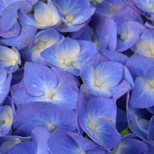 青と薄黄色の花のグラデーションがきれいなアジサイが、画面いっぱいに写っているアップの写真