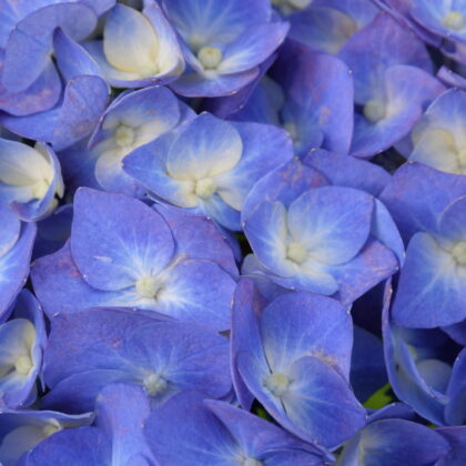 青と薄黄色の花のグラデーションがきれいなアジサイが、画面いっぱいに写っているアップの写真