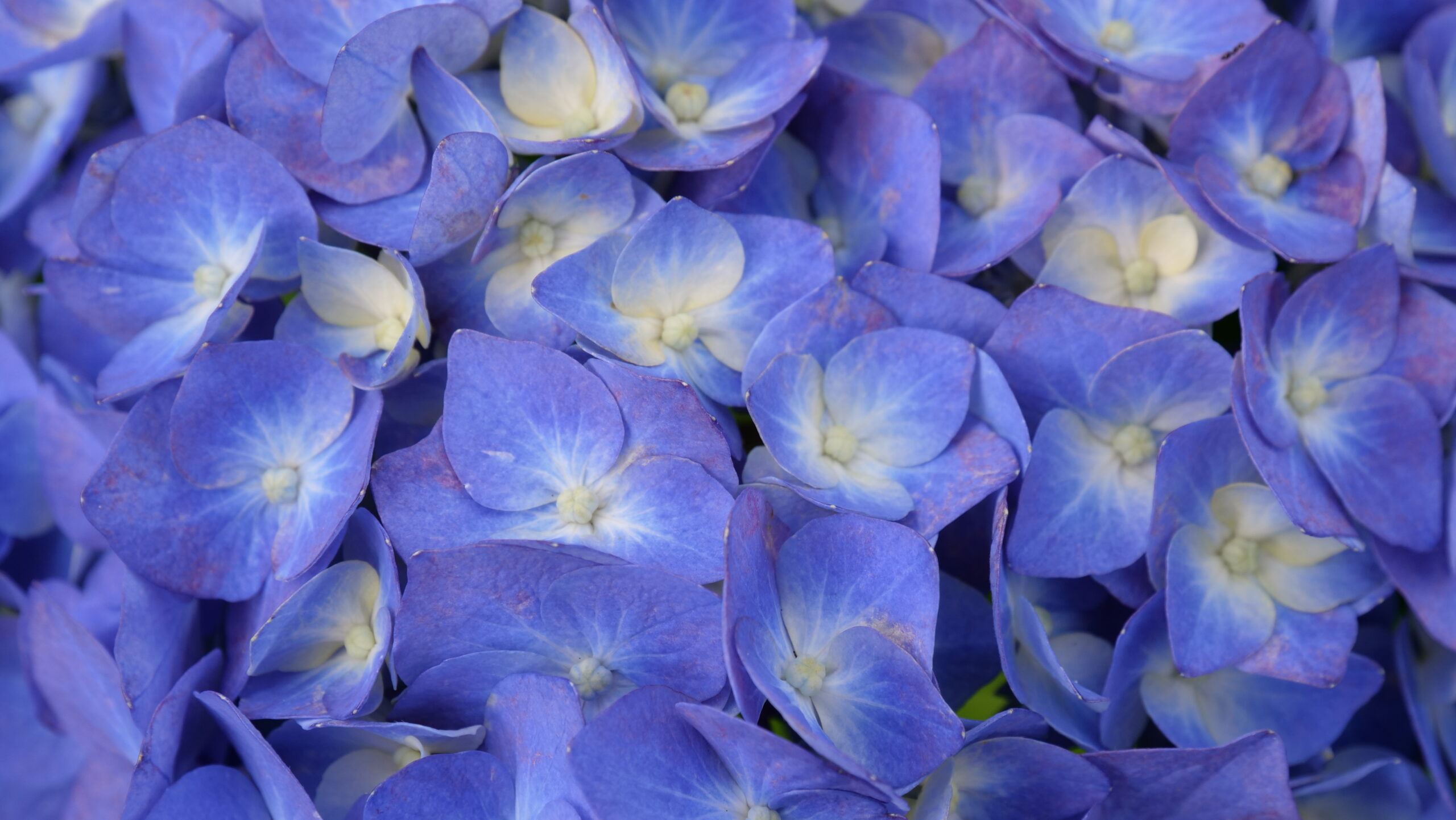 青と薄黄色の花のグラデーションがきれいなアジサイが、画面いっぱいに写っているアップの写真