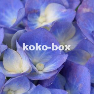 青と薄黄色の花のグラデーションがきれいなアジサイが、画面いっぱいに写っているクローズアップの写真