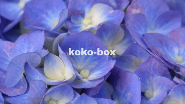 青と薄黄色の花のグラデーションがきれいなアジサイが、画面いっぱいに写っているクローズアップの写真