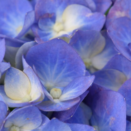 青と薄黄色の花のグラデーションがきれいなアジサイが、画面いっぱいに写っているクローズアップの写真