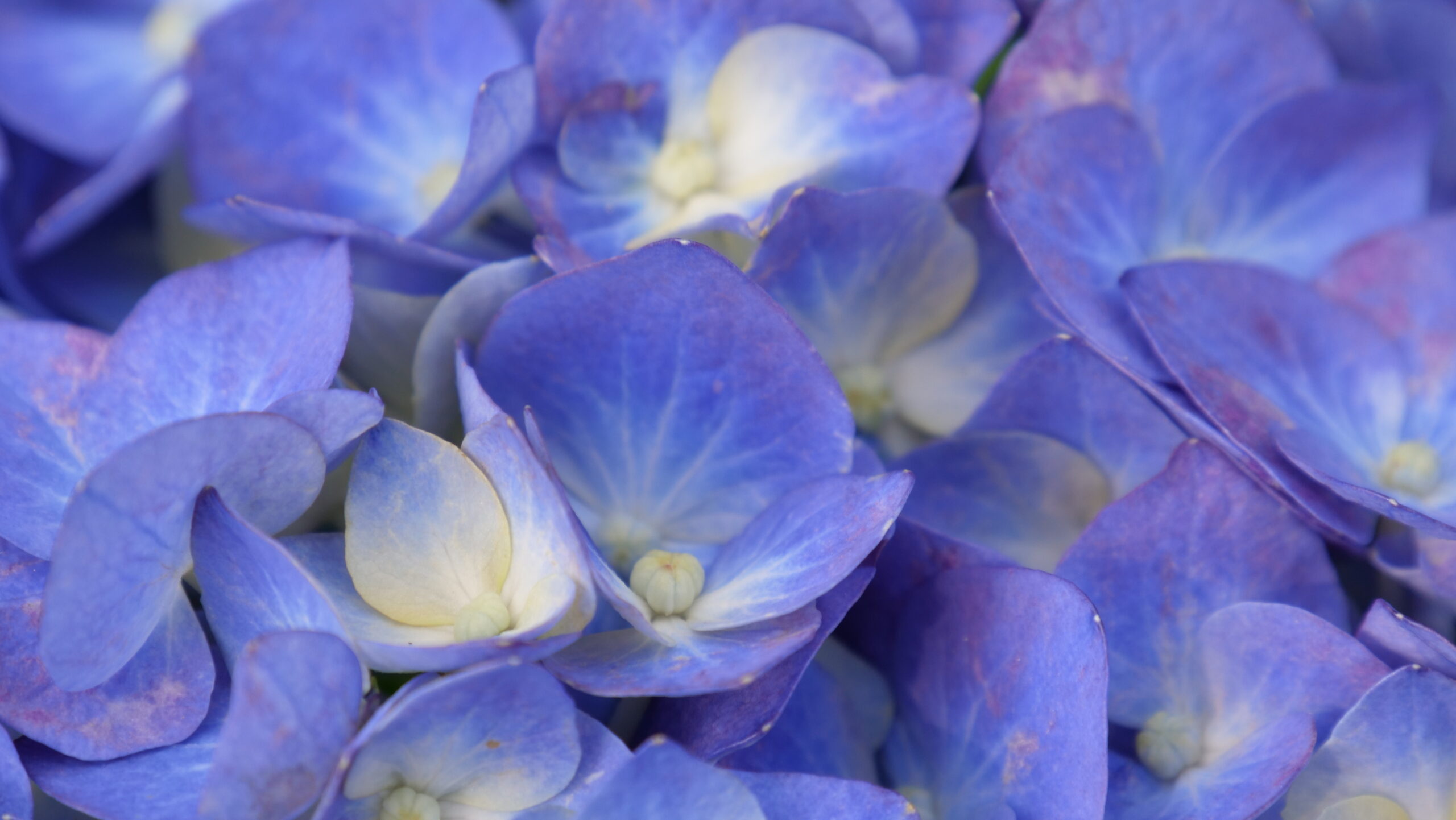 青と薄黄色の花のグラデーションがきれいなアジサイが、画面いっぱいに写っているクローズアップの写真
