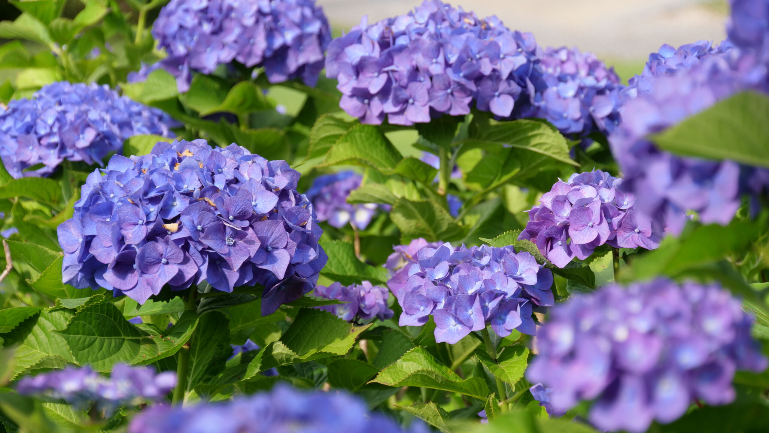 青と紫色のアジサイがグループで咲いている写真