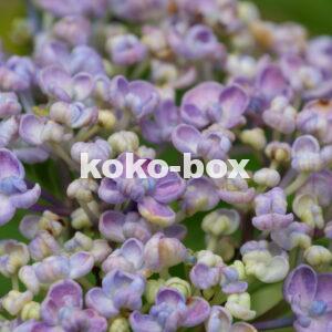 薄い紫色と薄黄色のグラデーションのアジサイの花が咲こうとしている写真