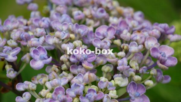 薄い紫色と薄黄色のグラデーションのアジサイの花が咲こうとしている写真