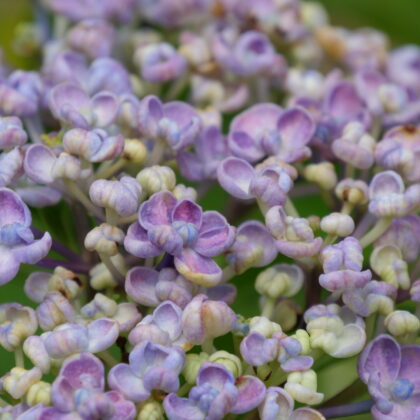 薄い紫色と薄黄色のグラデーションのアジサイの花が咲こうとしている写真