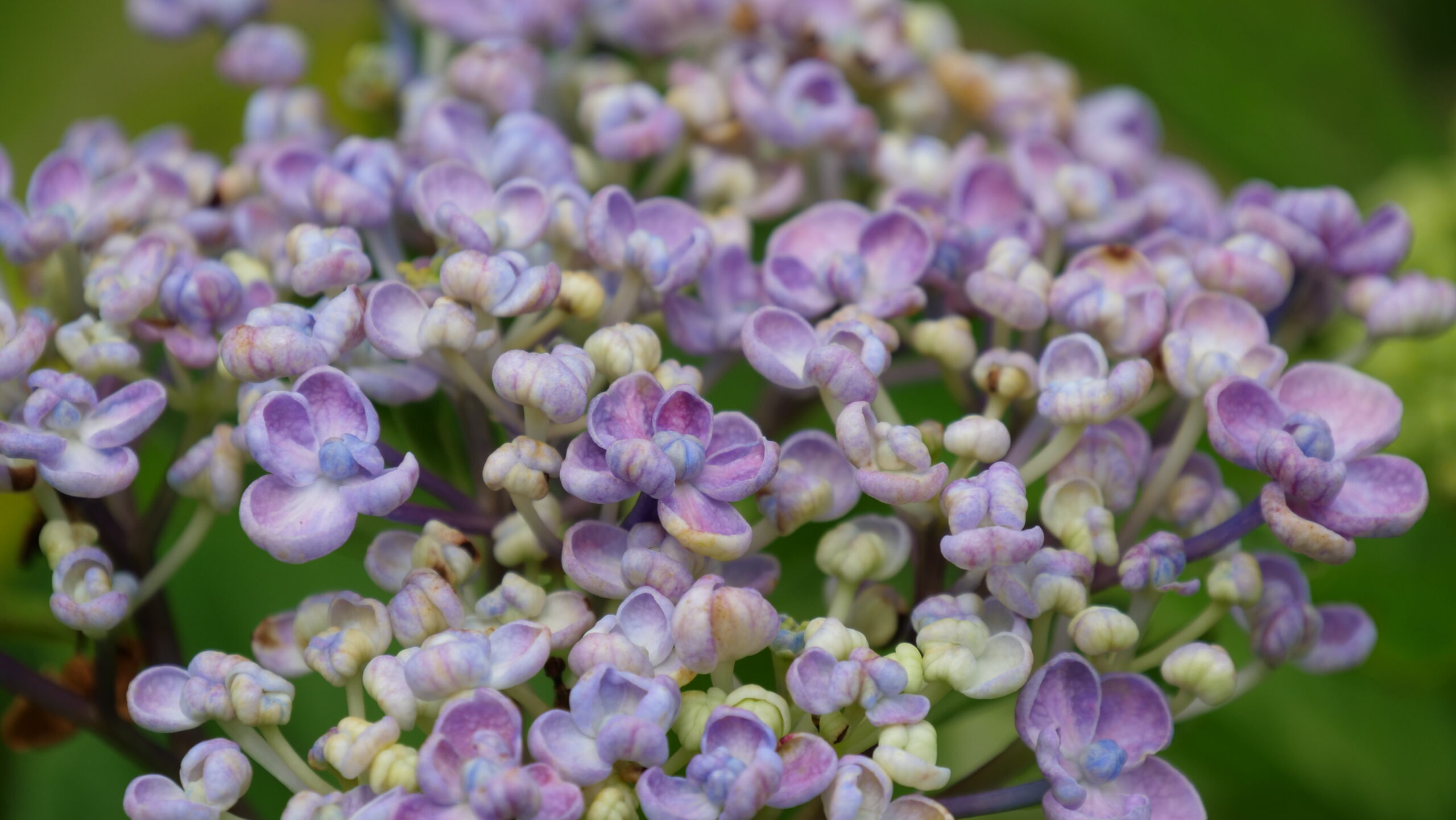 薄い紫色と薄黄色のグラデーションのアジサイの花が咲こうとしている写真