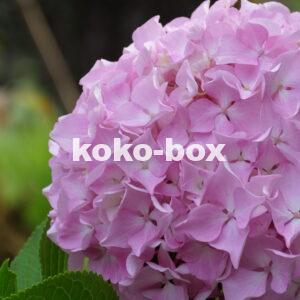 白色とピンク色のグラデーションのアジサイの花の写真