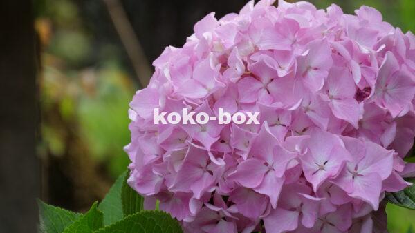白色とピンク色のグラデーションのアジサイの花の写真