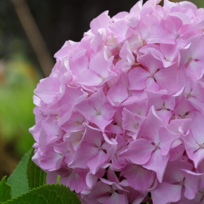 白色とピンク色のグラデーションのアジサイの花の写真