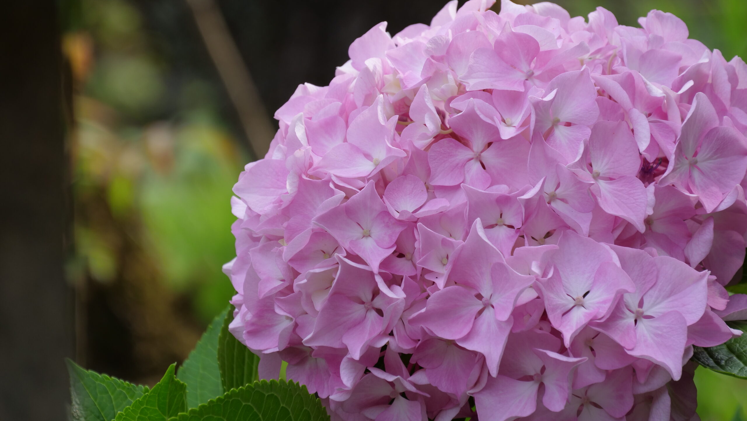 白色とピンク色のグラデーションのアジサイの花の写真