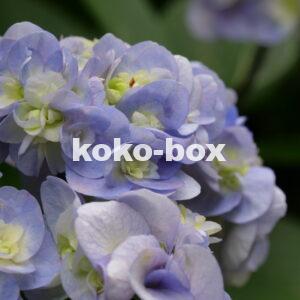 青と薄黄色の花のグラデーションがきれいなアジサイのアップの写真