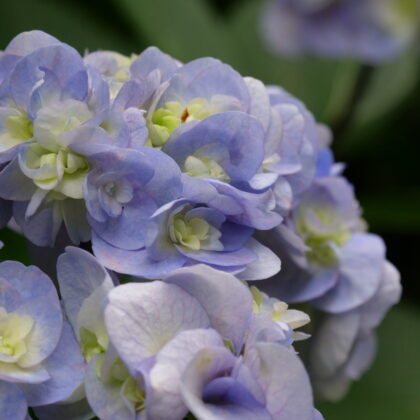 青と薄黄色の花のグラデーションがきれいなアジサイのアップの写真