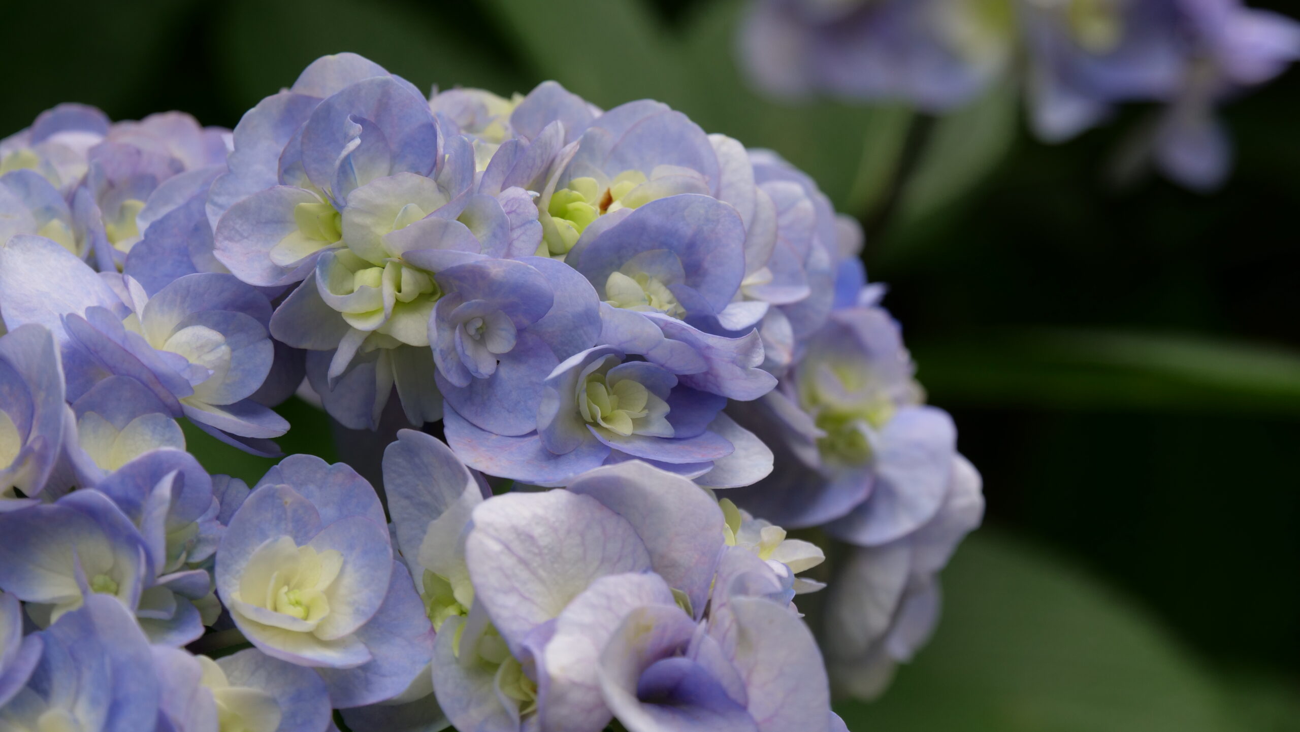 青と薄黄色の花のグラデーションがきれいなアジサイのアップの写真