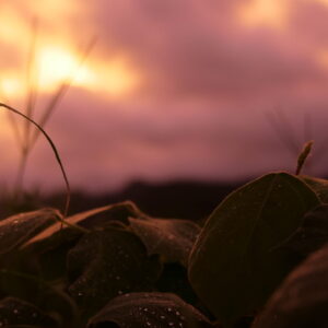 雨上がりの厚い雲と夕日に光る草と水滴の写真2