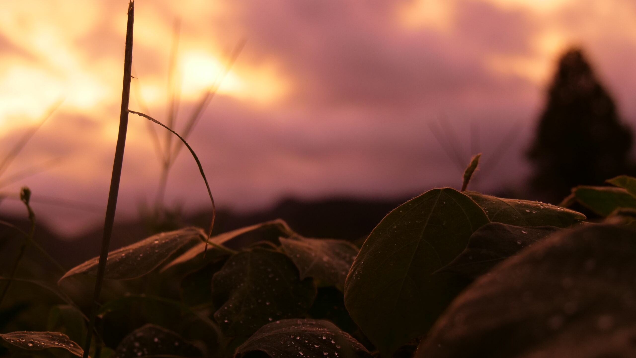 雨上がりの厚い雲と夕日に光る草と水滴の写真2