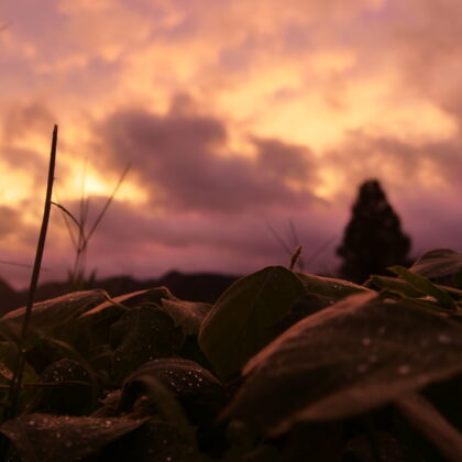 雨上がりの厚い雲と夕日に光る草と水滴の写真1