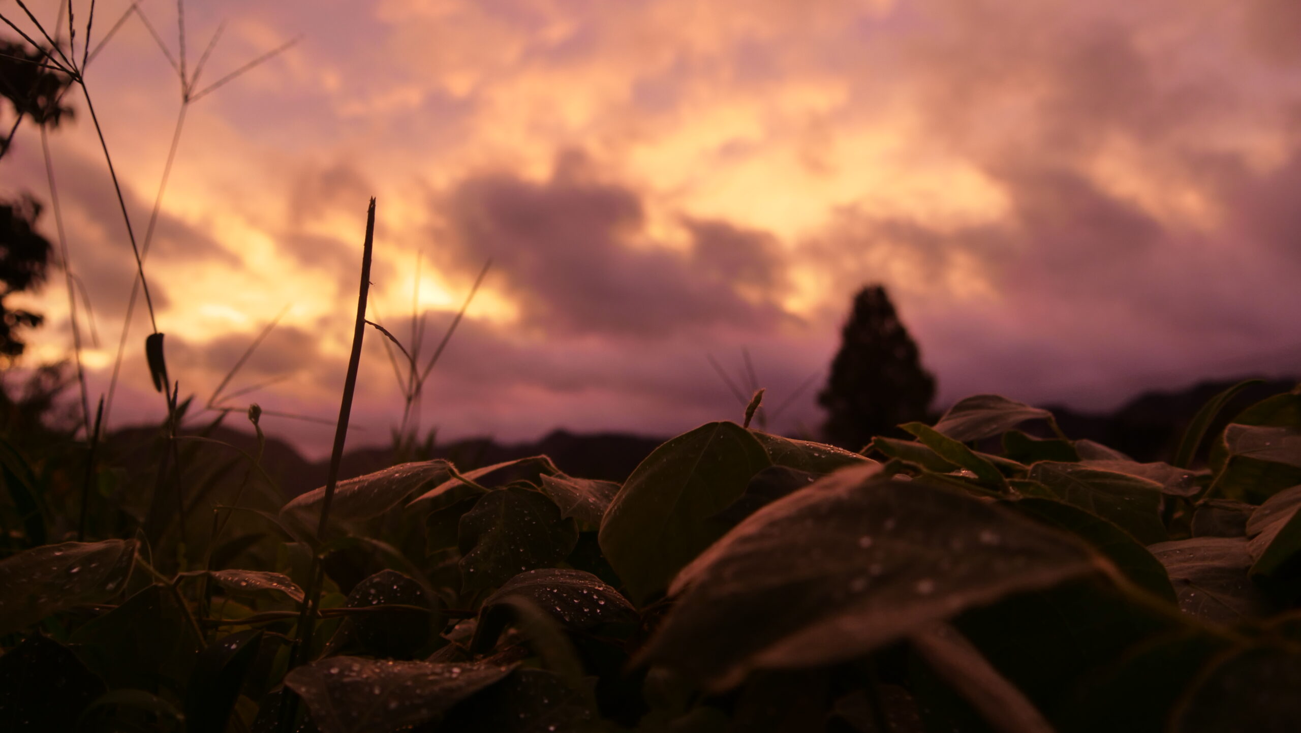 雨上がりの厚い雲と夕日に光る草と水滴の写真1