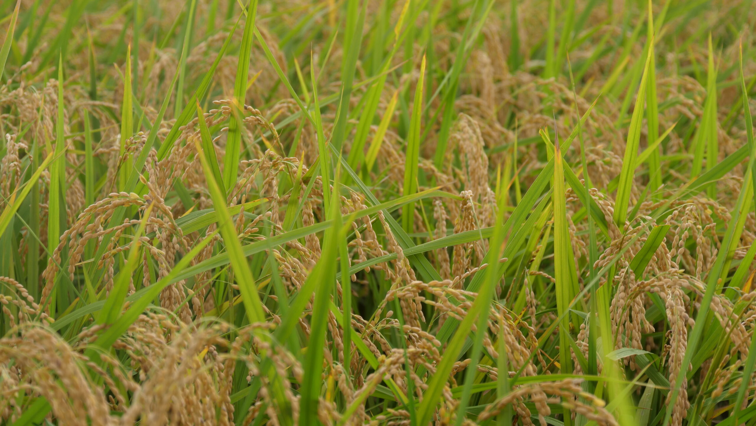 夕方の収穫前の稲穂の写真