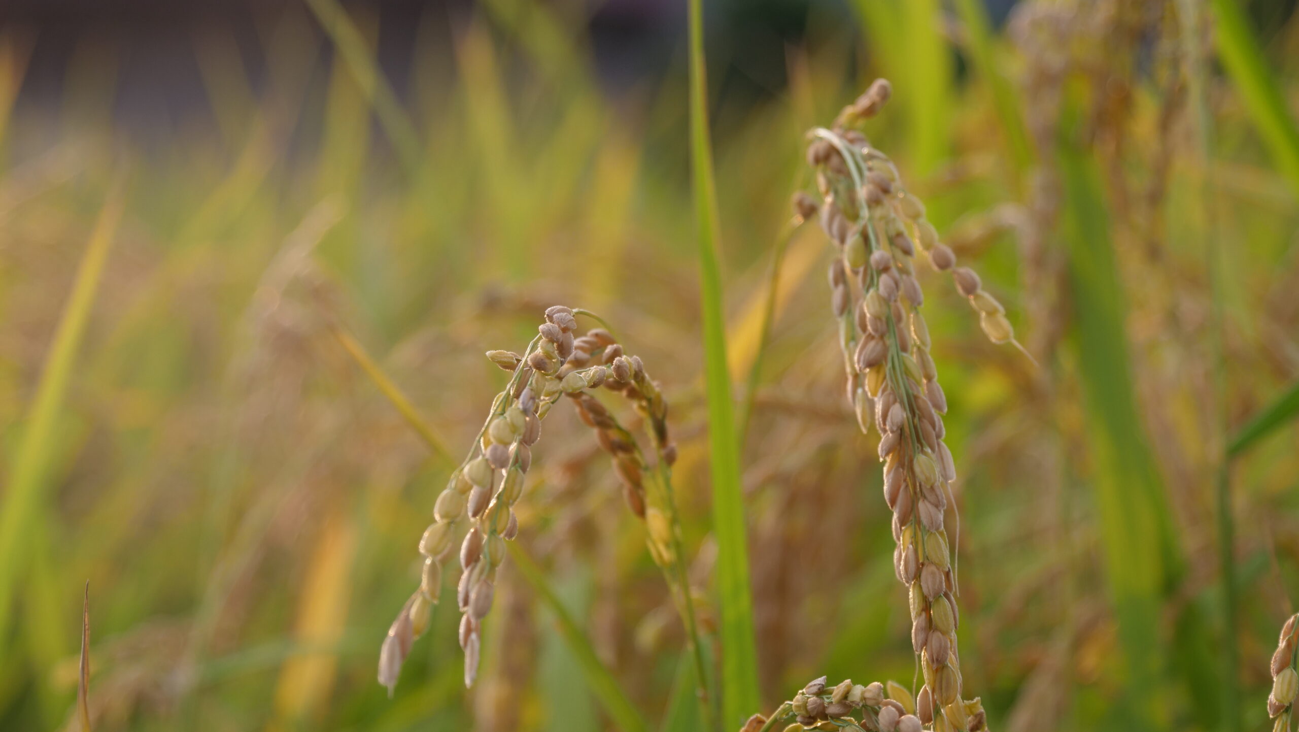 夕方の収穫前の稲穂の写真