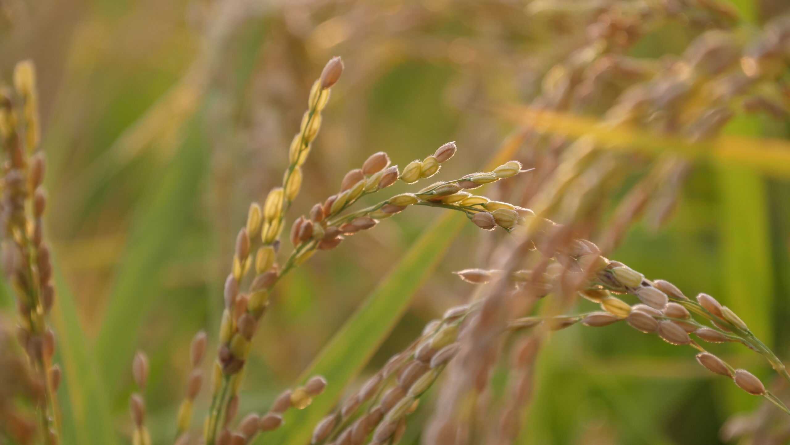 夕方の逆光の稲のアップの写真