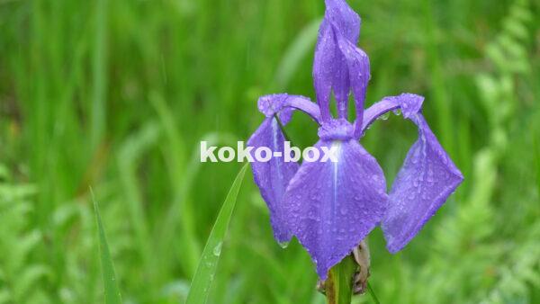 雨の日の水滴の付いた紫色のカキツバタの写真