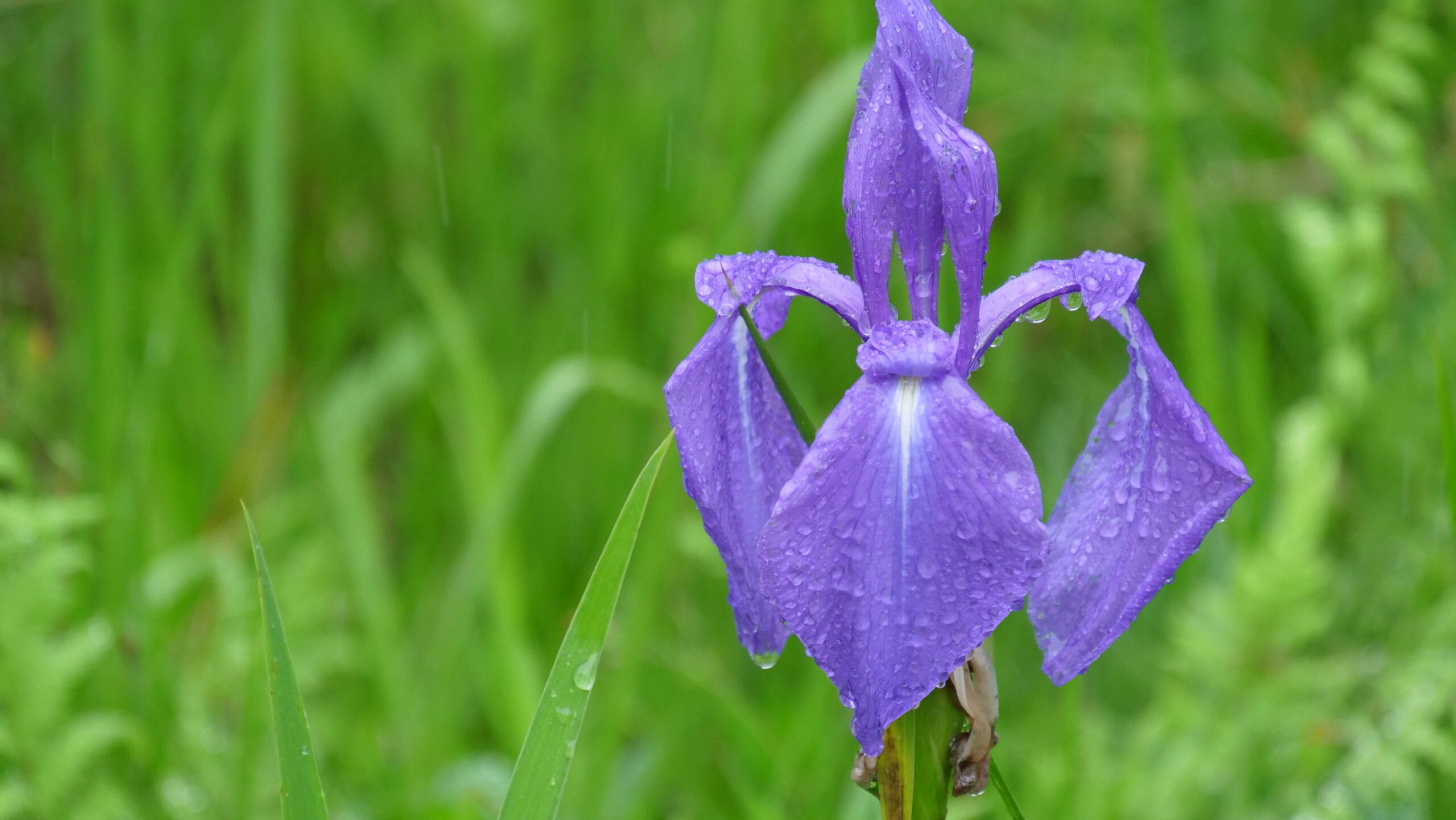 雨の日の水滴の付いた紫色のカキツバタの写真