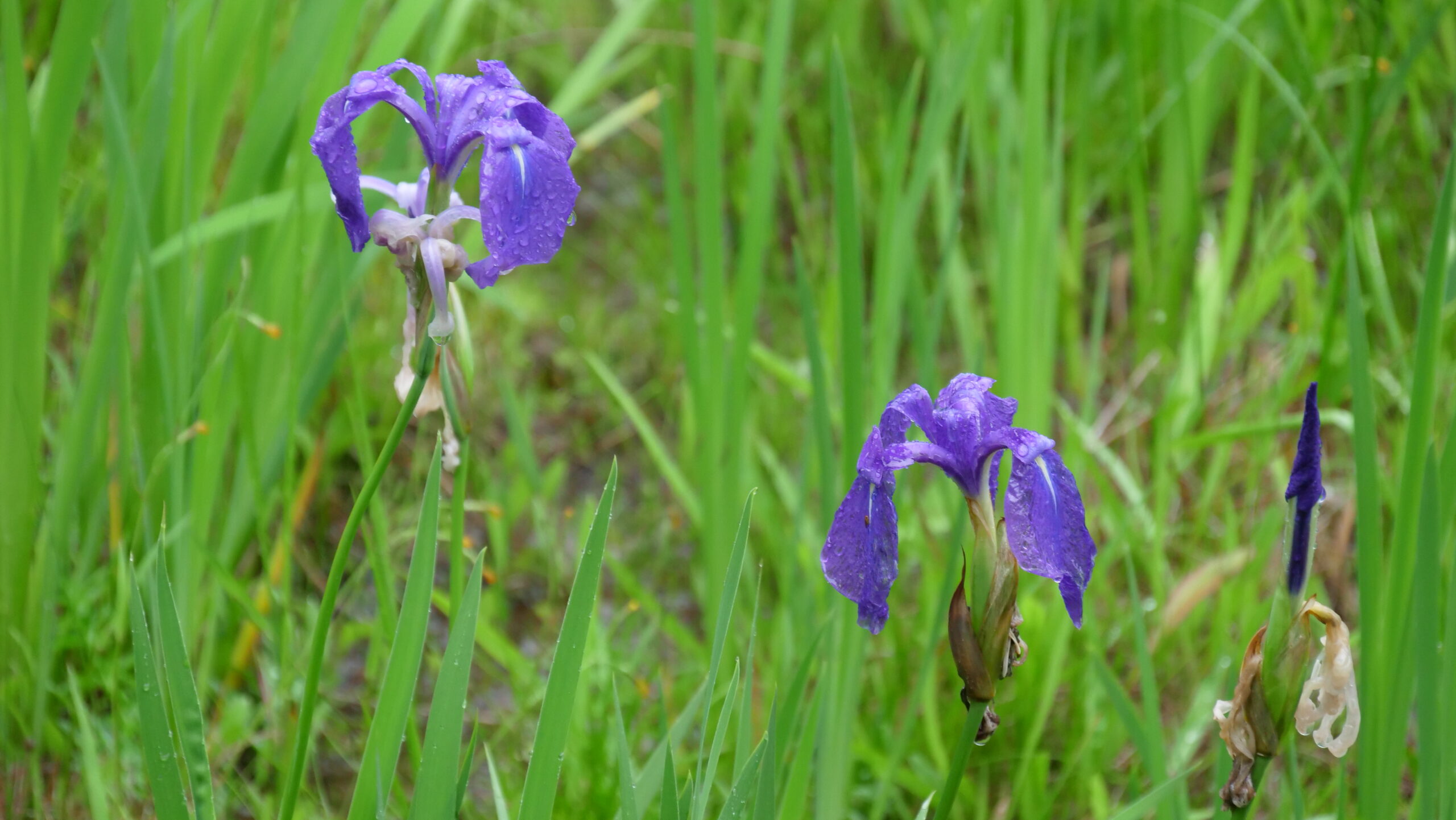 雨の日の水滴の付いた二輪咲いている紫色のカキツバタの写真