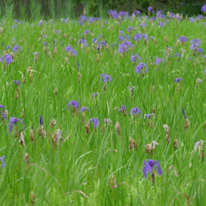 雨の日の水滴の付いた紫色のカキツバタ群生林の写真