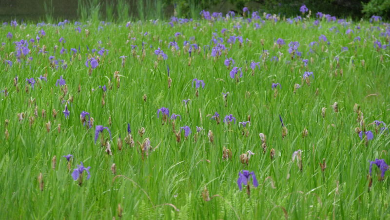 雨の日の水滴の付いた紫色のカキツバタ群生林の写真