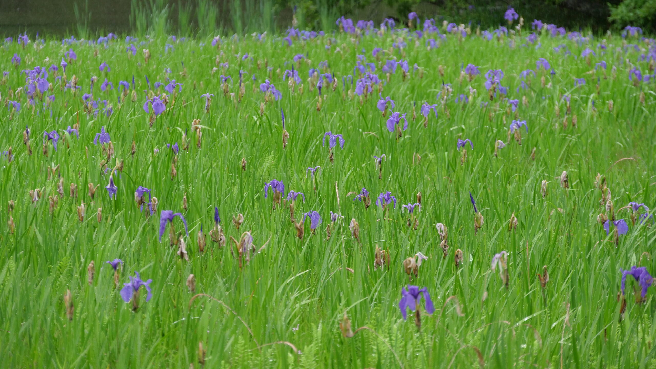 雨の日の水滴の付いた紫色のカキツバタ群生林の写真