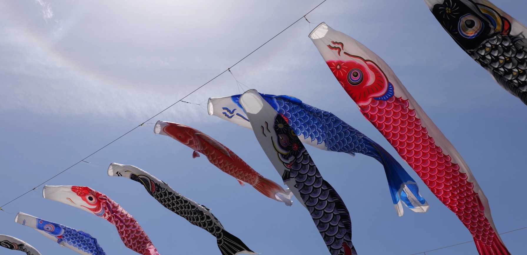 逆光で青空の下、こいのぼりが風になびく動画《14秒》