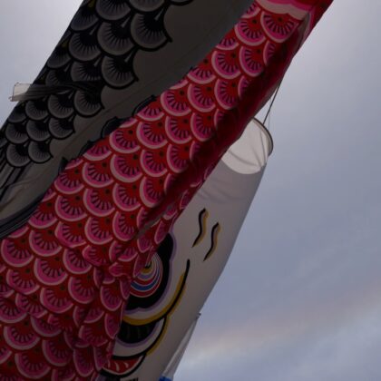 逆光で青空の下、赤と黒のこいのぼりが風になびくアップの動画《12秒》