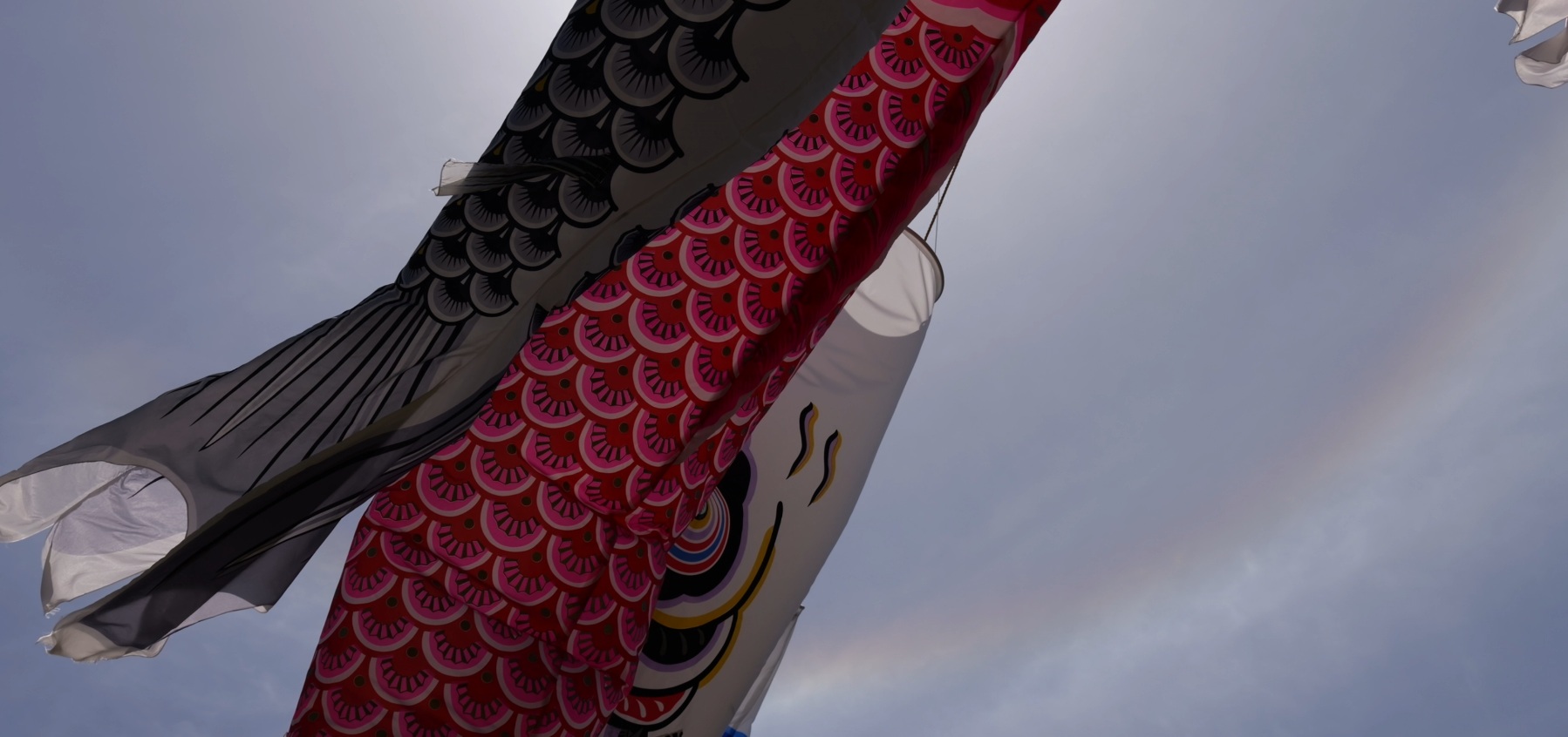 逆光で青空の下、赤と黒のこいのぼりが風になびくアップの動画《12秒》