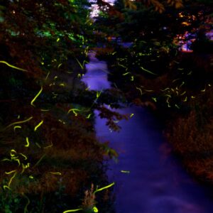 夜に光る蛍と一本の川のと木々のコントラストがきれいな写真