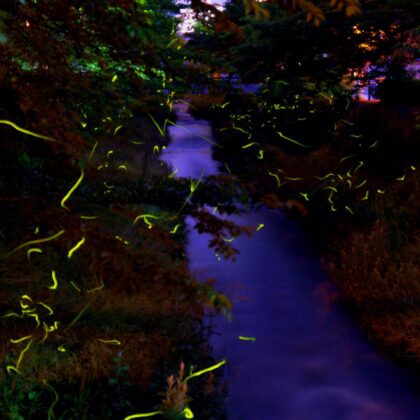 夜に光る蛍と一本の川のと木々のコントラストがきれいな写真
