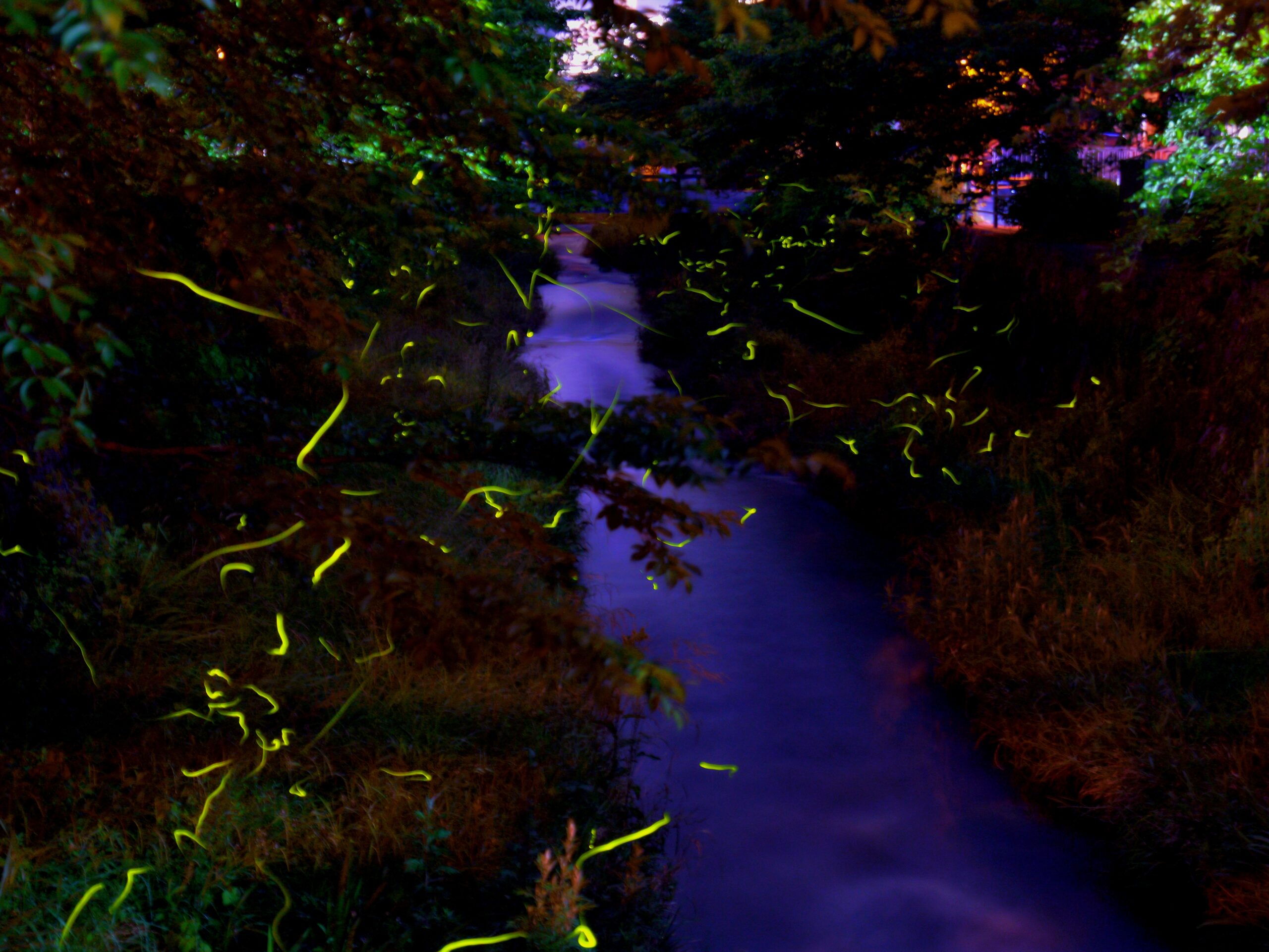 夜に光る蛍と一本の川のと木々のコントラストがきれいな写真