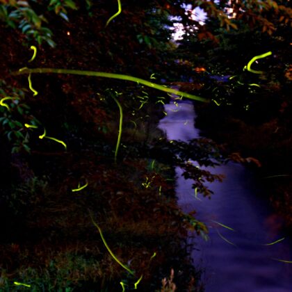 夜に光る蛍と一本の川のと木々のコントラストがきれいな写真2