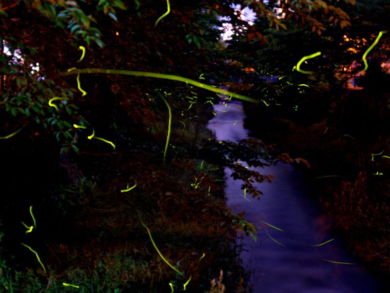 夜に光る蛍と一本の川のと木々のコントラストがきれいな写真2