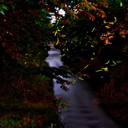 夜に光る蛍と一本の川のと木々のコントラストがきれいな写真3