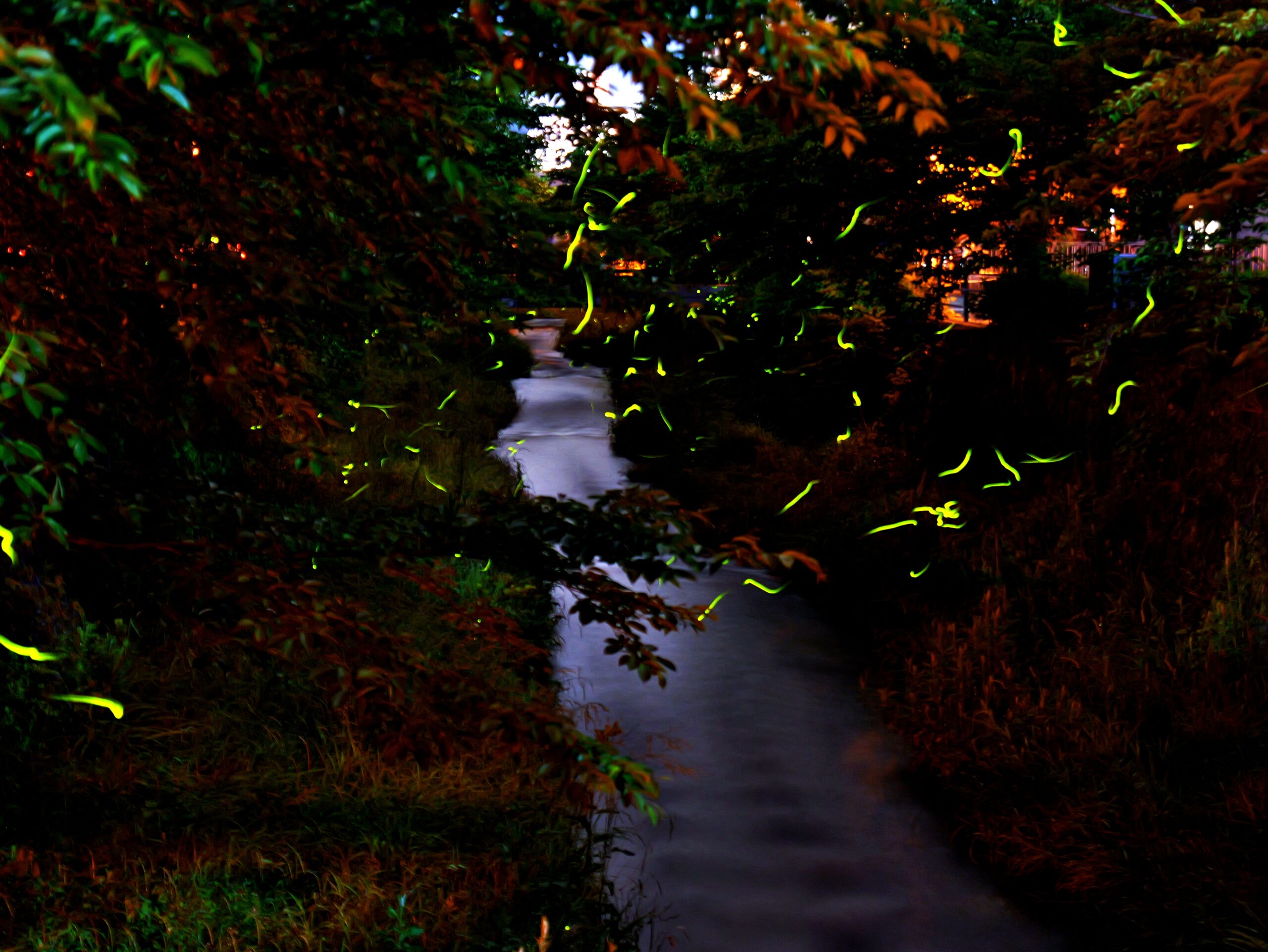 夜に光る蛍と一本の川のと木々のコントラストがきれいな写真3