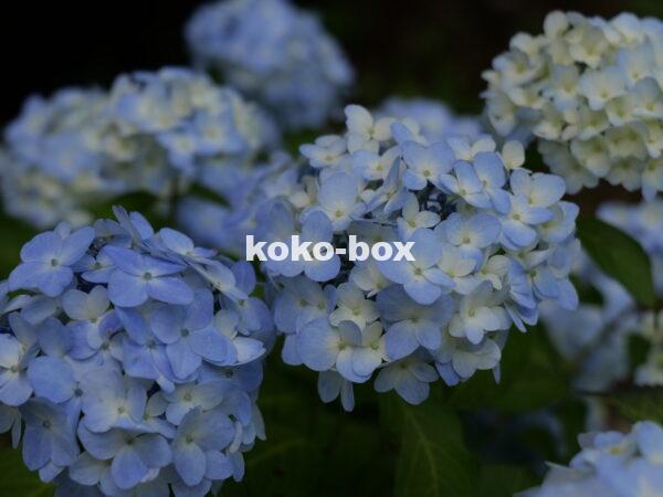 薄い青色のグラデーションが綺麗な紫陽花のグループの写真
