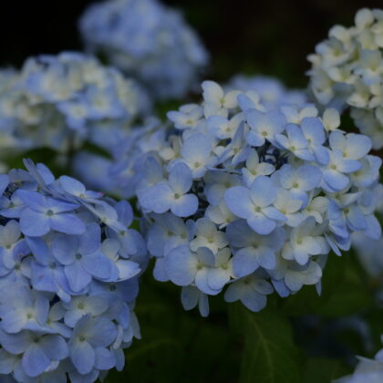 薄い青色のグラデーションが綺麗な紫陽花のグループの写真