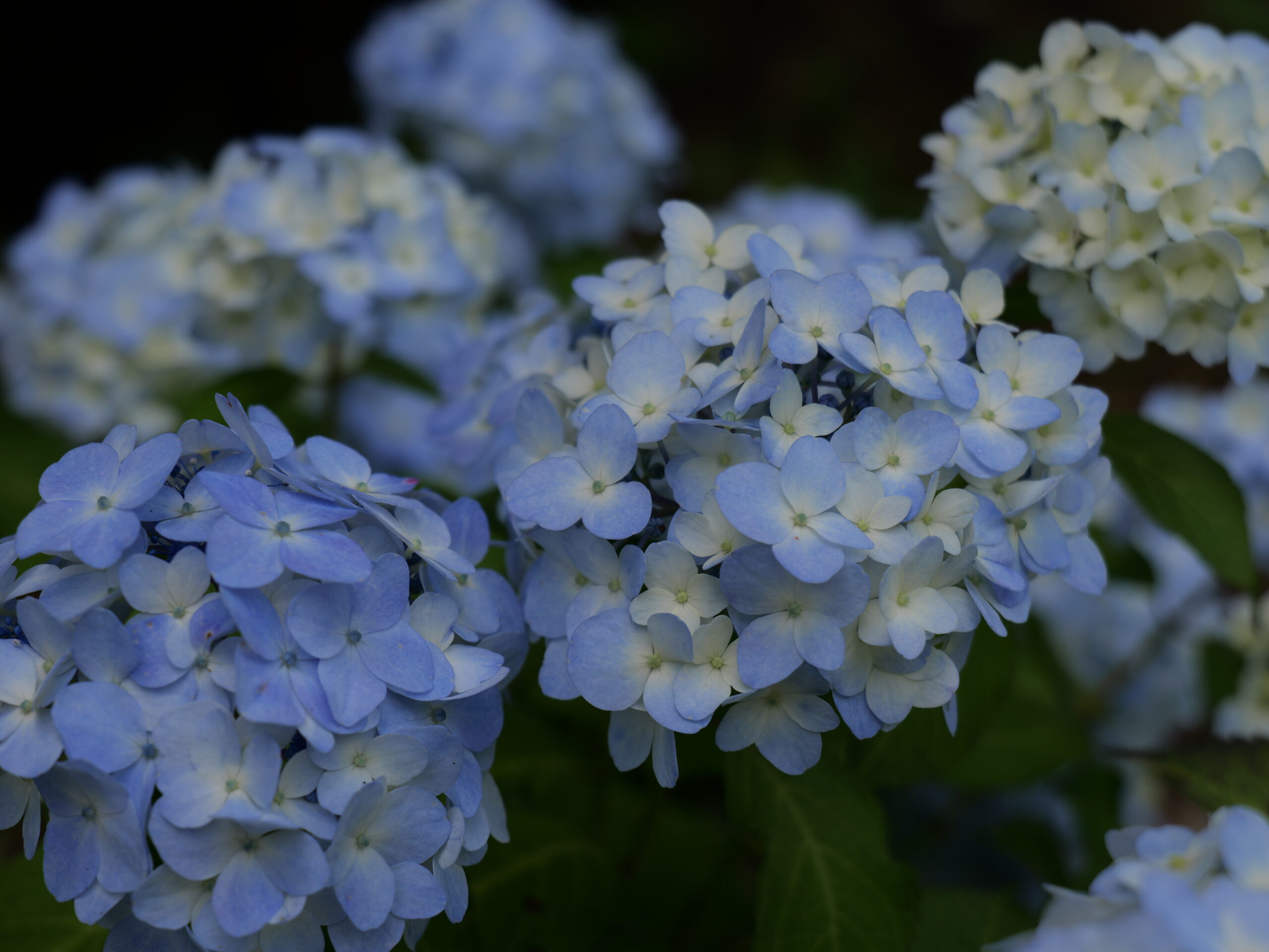 薄い青色のグラデーションが綺麗な紫陽花のグループの写真